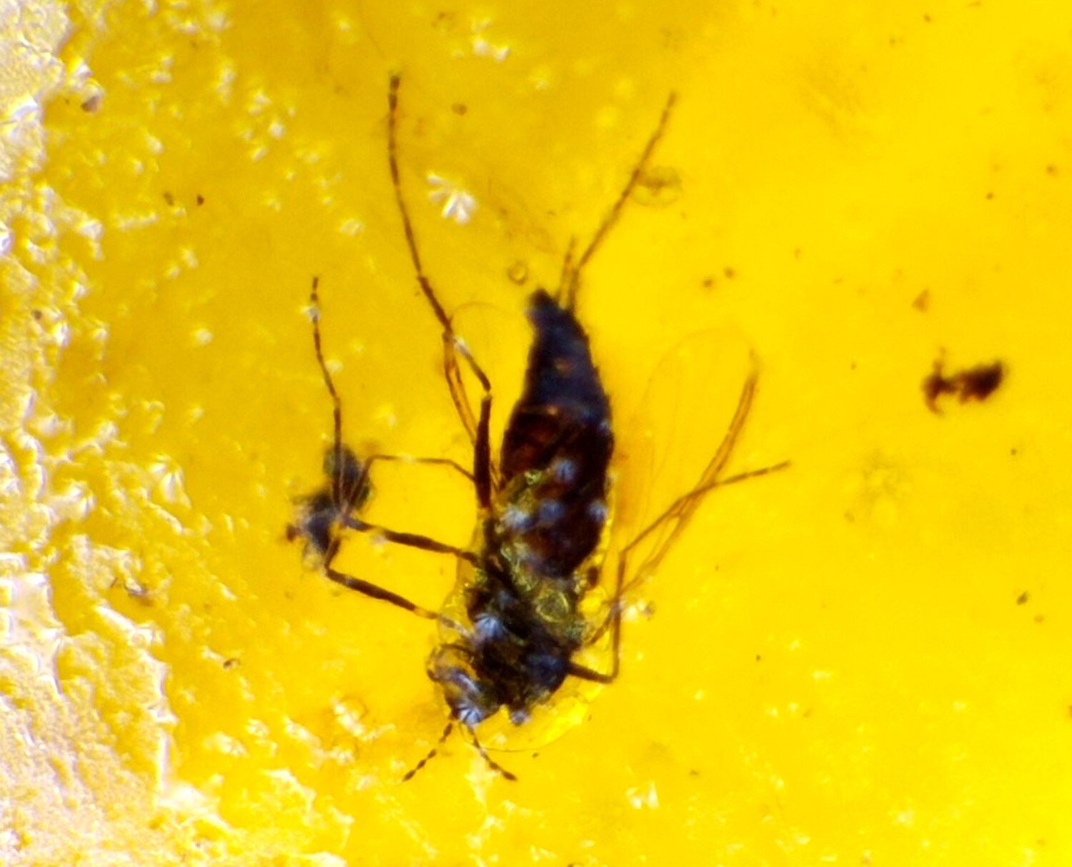 Natural Dominican Amber with Rare Insect Inclusion – 15mm – photo 8