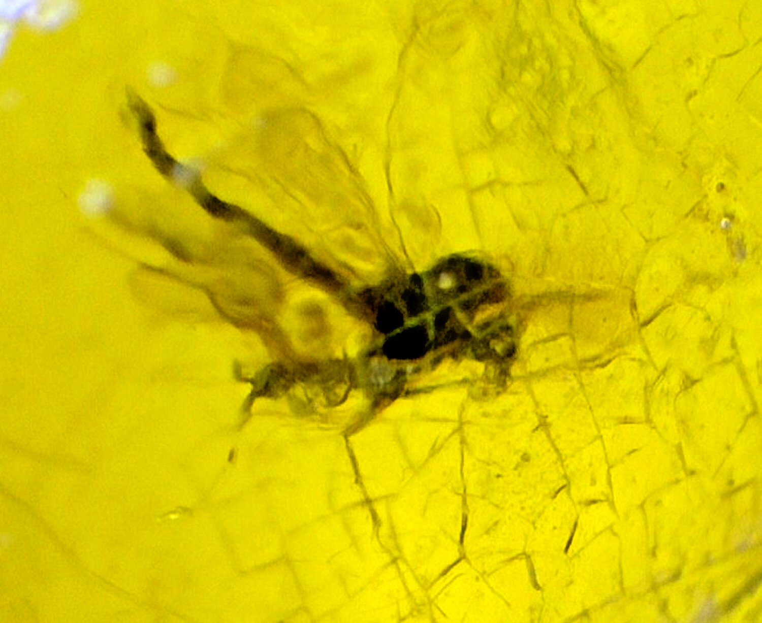 Natural Elegant Mosquito Inclusion In Amber Fossils/Insects 14mm
