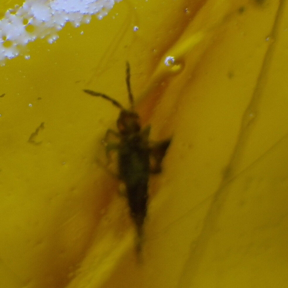 Natural Dominican Amber 925 Sterling Silver 4.6g Clear Mosquito Inclusion – photo 6