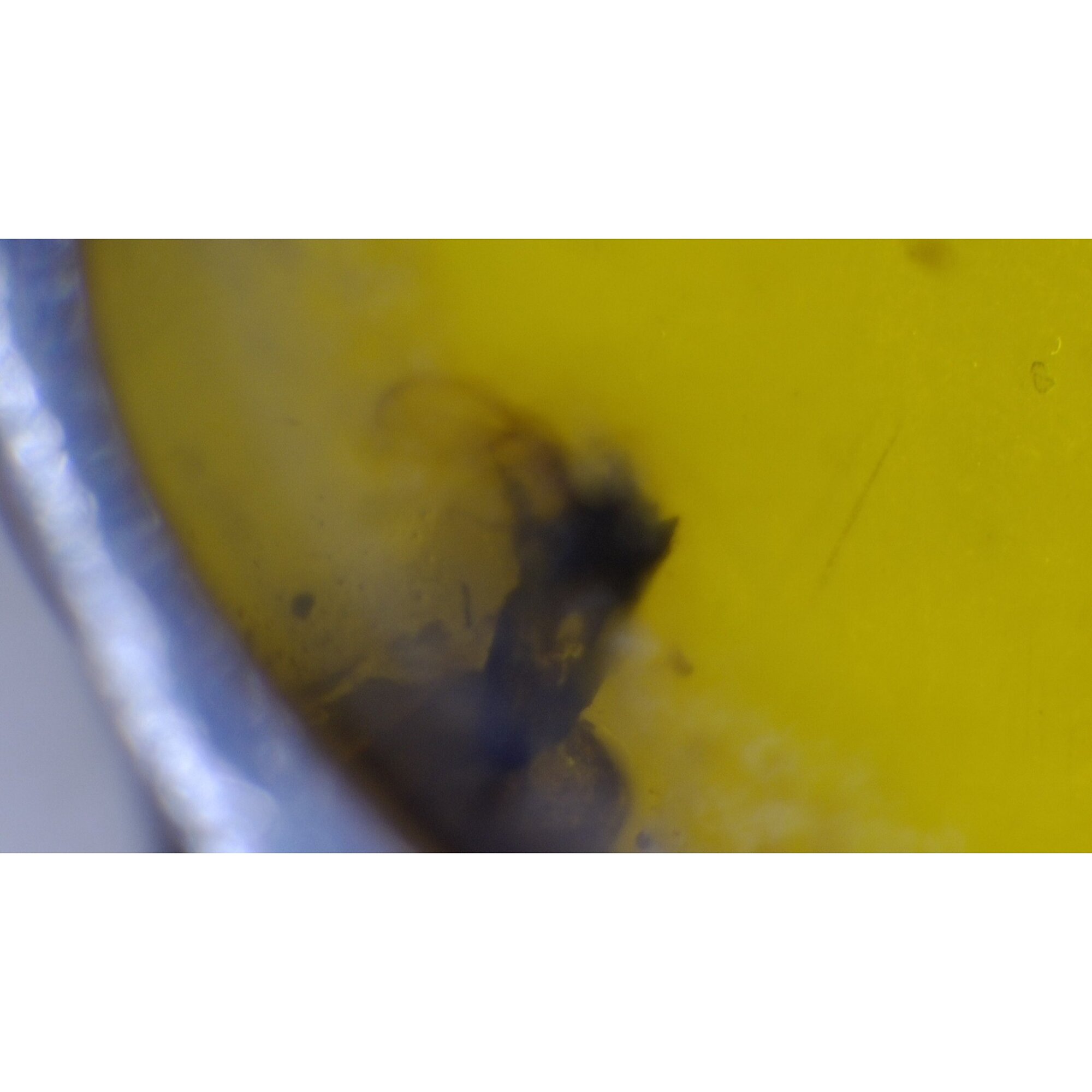 Organic Beauty Clear Small Fly Dominican Amber 925 Sterling Silver Fossil Pendant 35mm – photo 5