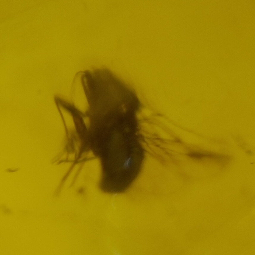Untreated Clear Midge Gnat Dominican Amber 925 Sterling Silver Fossils 28mm 2.9g – photo 5