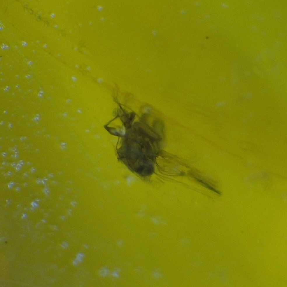 Untreated Clear Midge Gnat Dominican Amber 925 Sterling Silver Fossils 28mm 2.9g – photo 6