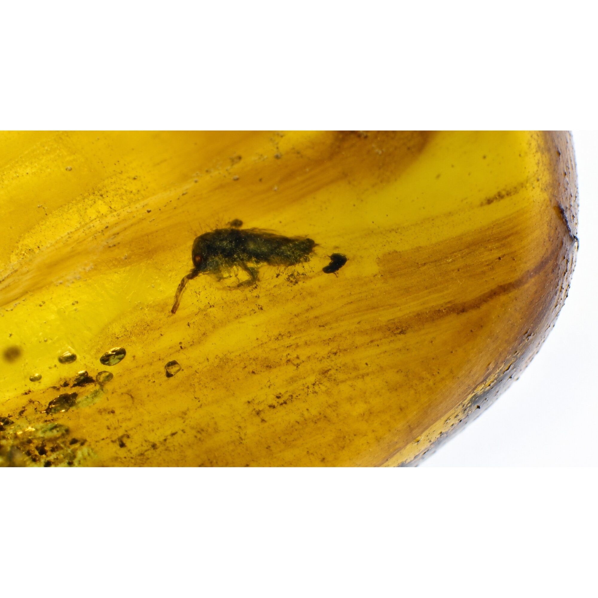 Genuine yellow Dominican amber small rove beetle insect stone 20mm – photo 11