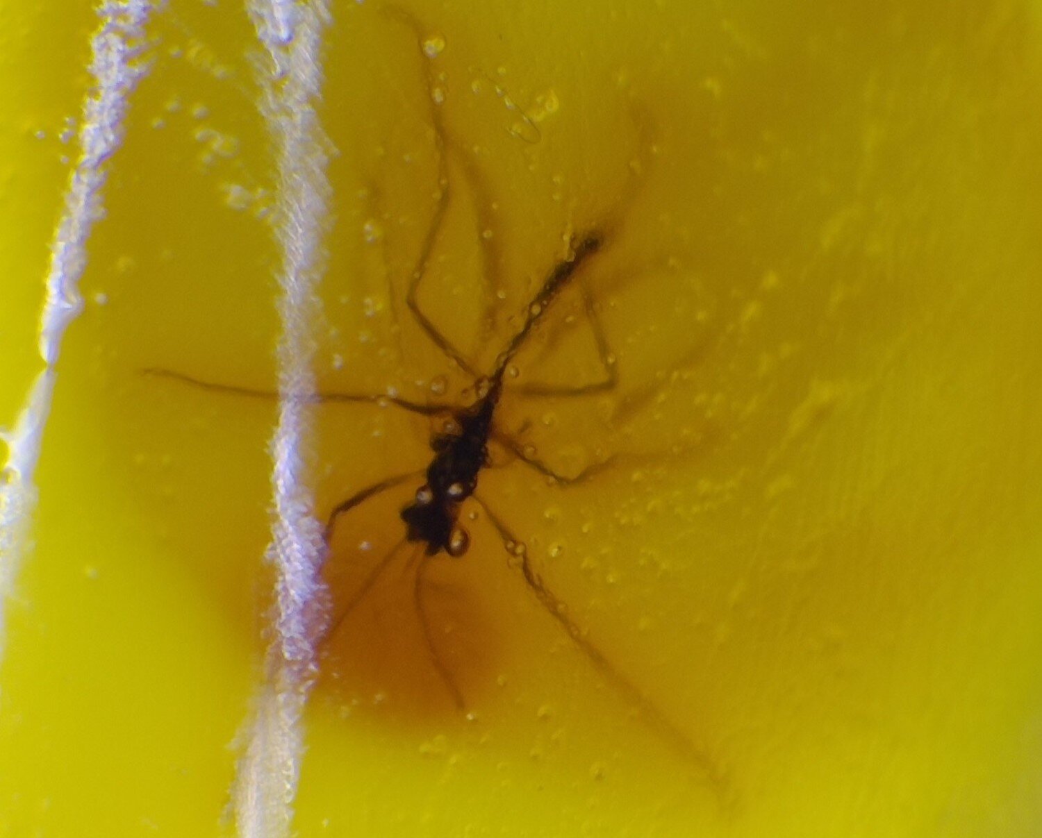 Natural Dominican Yellow Polished Amber 21mm Insect included – photo 3