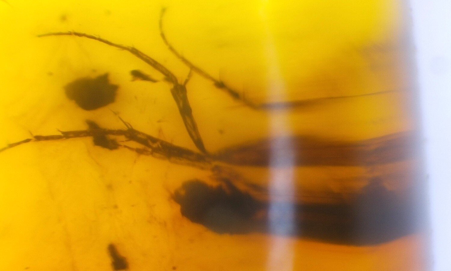 🟡 Natural Dominican Yellow Amber – Fossil Insect Inclusion – photo 3