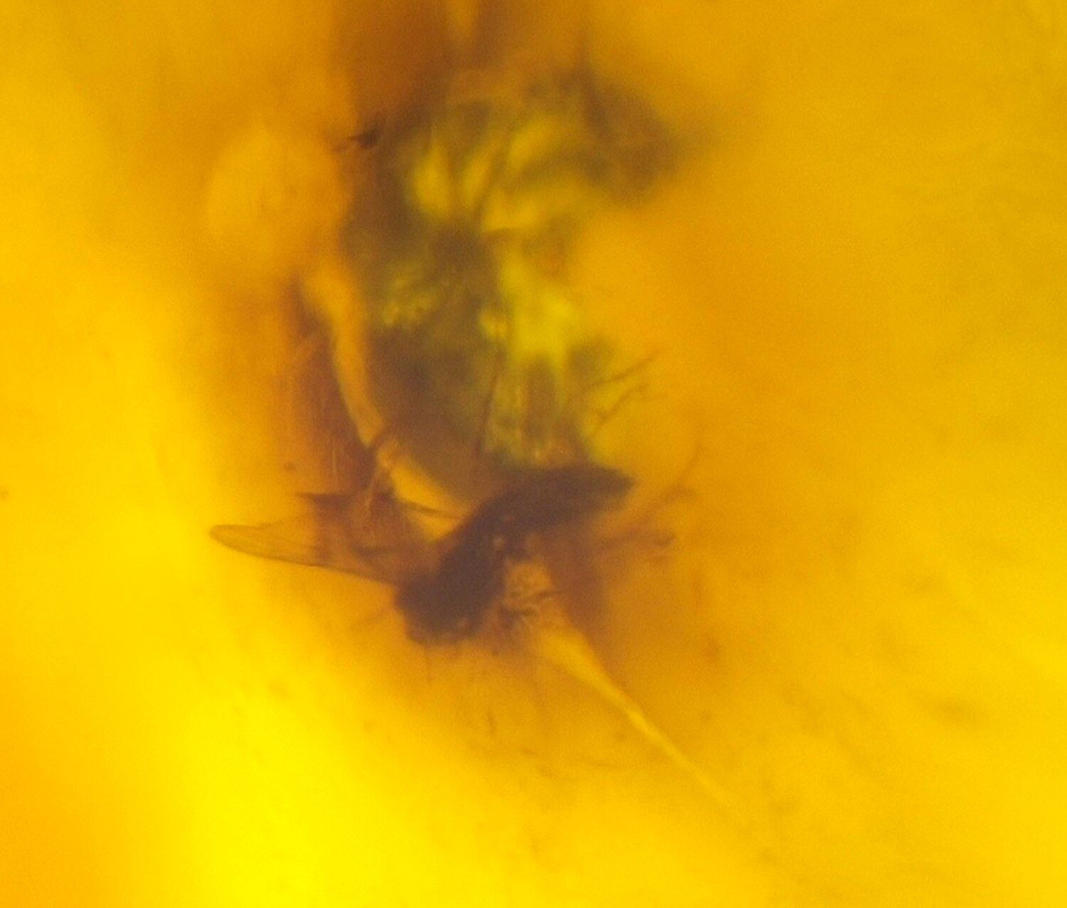 Natural Dominican Clear Amber – Polished with Double Insect Inclusion | 22mm – photo 5