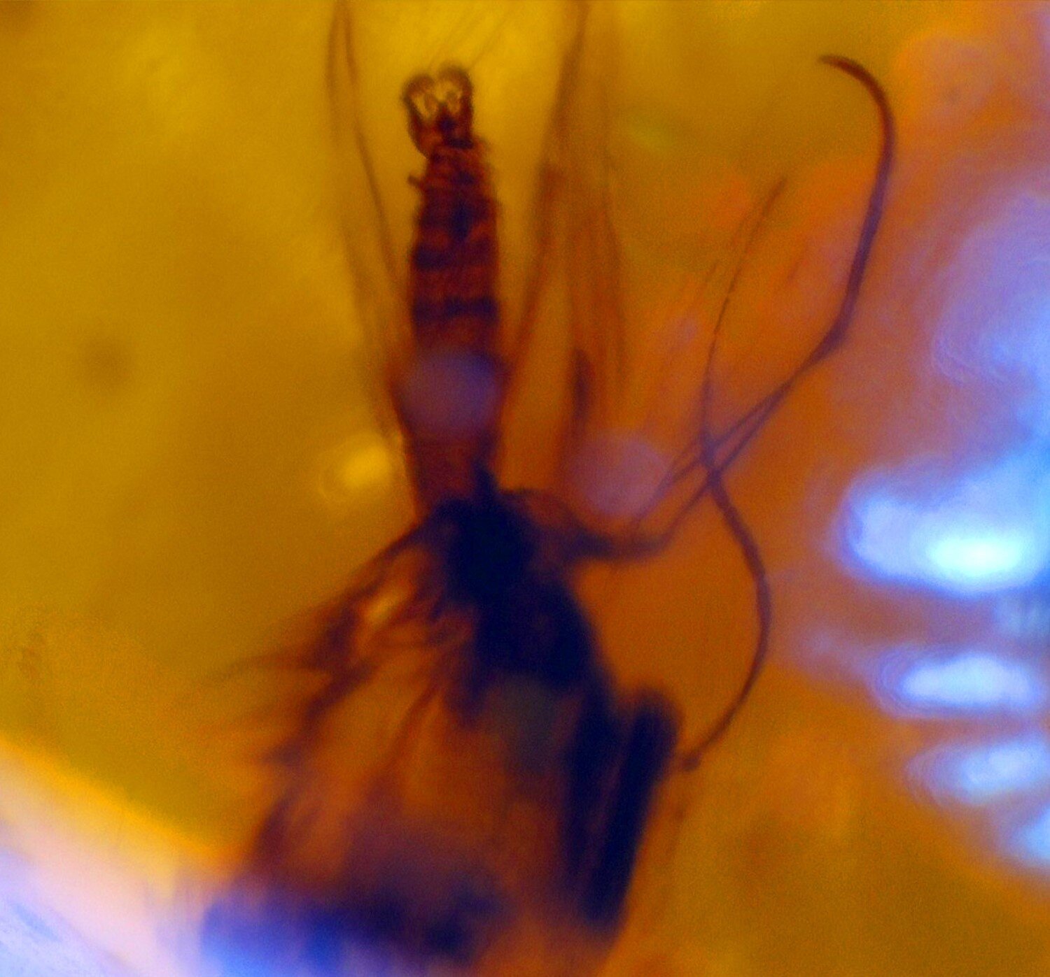 Amber Inclusion: Small Fly (Order Diptera) from the Caribbean Miocene – photo 3